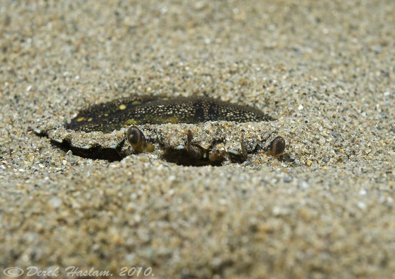 Dug in! Shore crab. Trefor pier. D3, 60mm. by Derek Haslam 