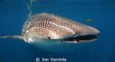 Inquisitive Whlale Shark by Joe Daniels 