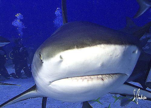 "Smile for the Camera" This image of a Reef Shark was tak... by Steven Anderson 