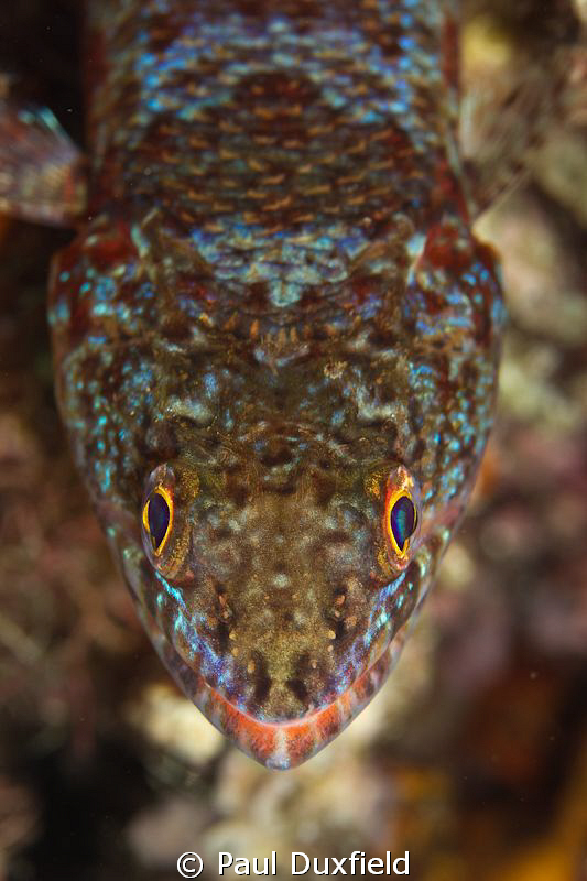 Canon 7D, 100mm Macro, Ikelite Housing. This Lizard Fish ... by Paul Duxfield 