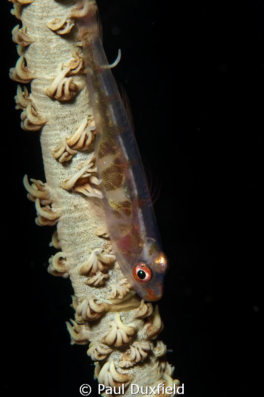 Whip Gobies are almost as popular a subject as Clown Fish... by Paul Duxfield 