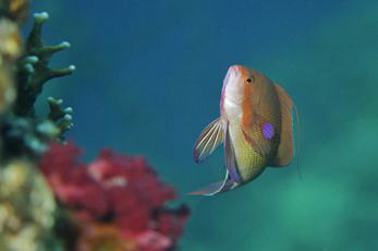 Male Anthias swimming above a Red Sea reef by Paul Colley 
