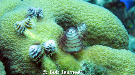 Christmas tree worms by Bob Jeannetti 