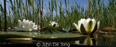Another result of my snorkling trip in the small canal cl... by John De Jong 