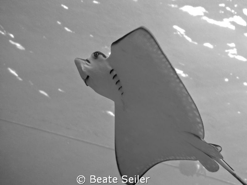 Spotted Eagleray, taken at ElQuadim Housereef with Canon G10 by Beate Seiler 