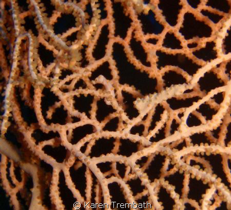 Pygmy Seahorse on Gorgonian Fan - Kabin Reef - Kavieng, P... by Karen Trembath 
