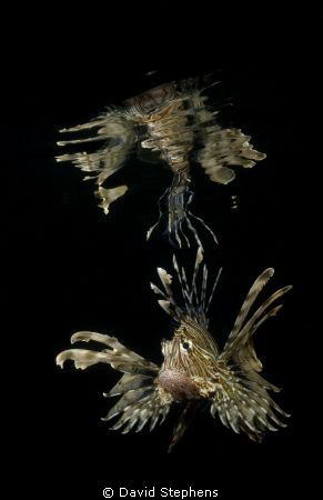 Lionfish Reflection taken in Nuweiba with D100 and 20mm lens by David Stephens 