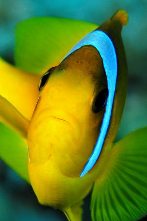 Typically feisty Red Sea Anemonefish taken with 60mm macr... by Paul Colley 