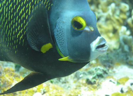 Curious angelfish. Shot free-diving with Olympus 750 and ... by Don Bruschera 