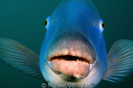 An icon of Sydney diving - the Eastern Blue Groper. The b... by Michael Gallagher 