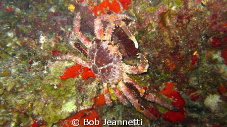 Carribean king crab on night dive, Cozumel by Bob Jeannetti 