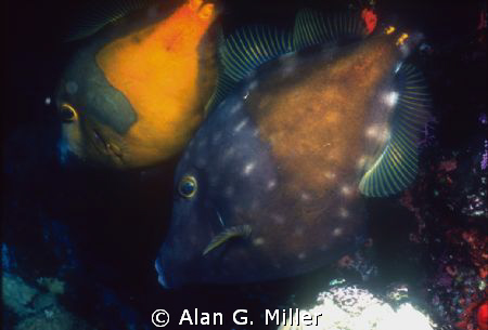 White Spotted Filefish, Mona Island, shot on Kodachrome 6... by Alan G. Miller 