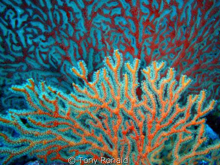 nice coral sea fan by Tony Ronald 