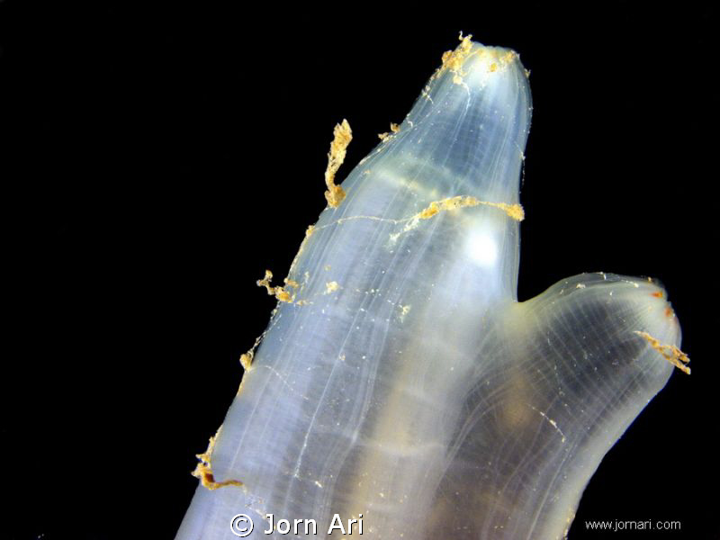 Sea squirt (Ciona intestinalis)
Shot in the fantastic "G... by Jorn Ari 