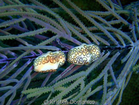 Finger tounge hanging out on a sea branch.  Taken in St. ... by Kristen Domanico 