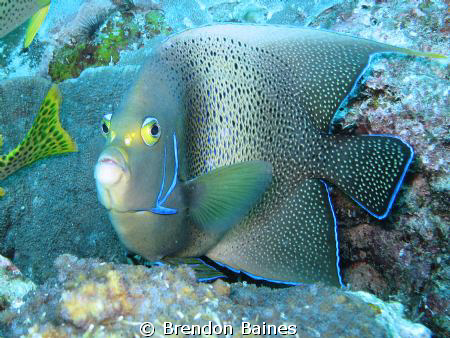 Angel fish. Turned into me with a startled look. Shot wit... by Brendon Baines 