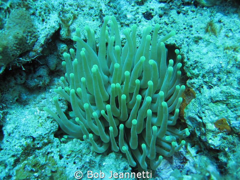 anemone on night dive by Bob Jeannetti 
