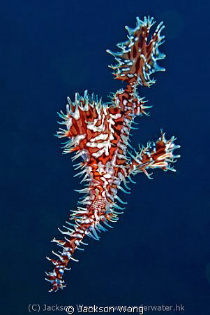 Ghost pipefish by Jackson Wong 