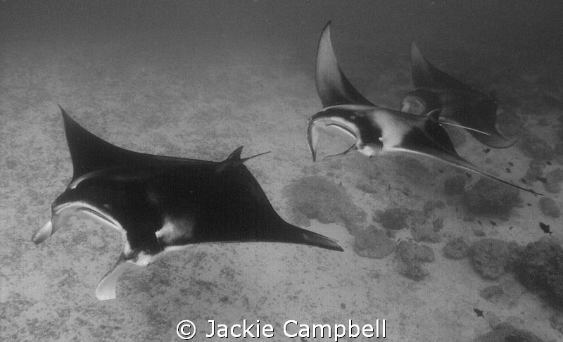 Manta Train.
End of an amazing dive with 20 feeding mant... by Jackie Campbell 