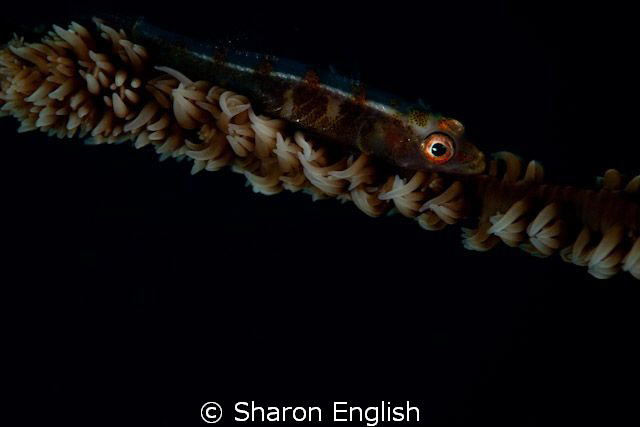 Whip Coral and friend by Sharon English 