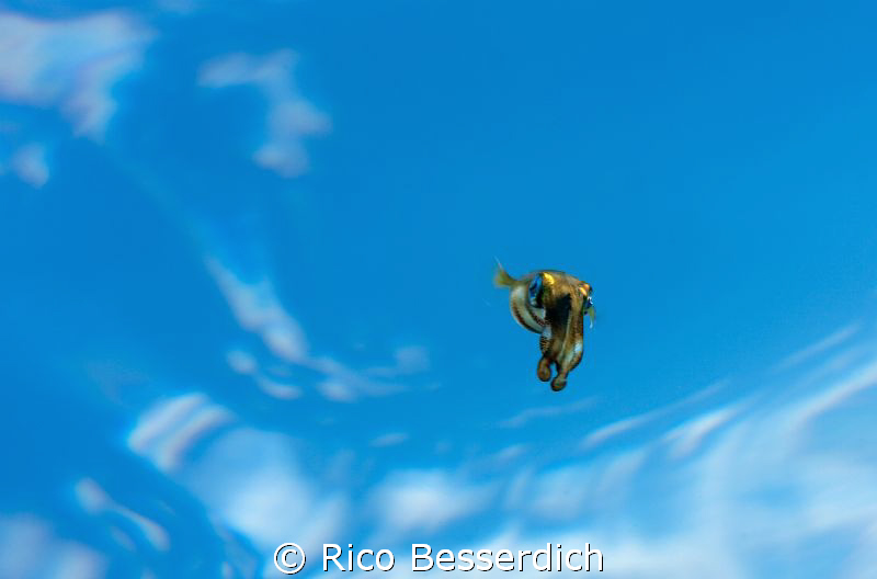 The "Skydiver". Swimming with the camera below this small... by Rico Besserdich 