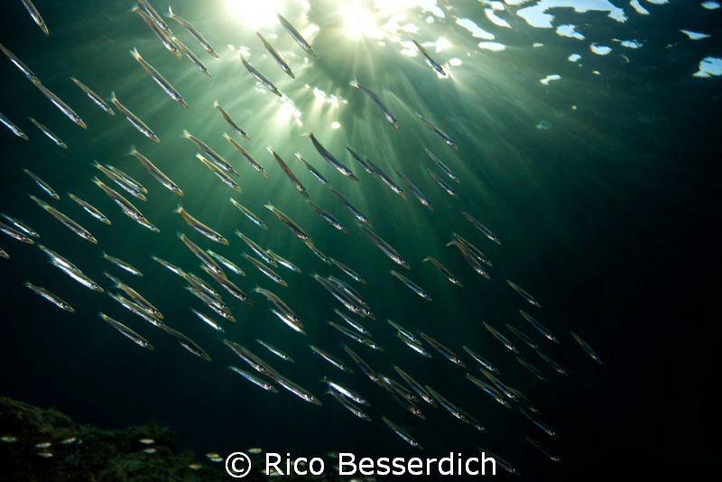 Baby barracudas in an late afternoon dive. by Rico Besserdich 