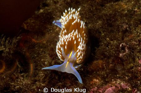 Neon Cold. A Hermissenda nudibranch at Anacapa Island. Sh... by Douglas Klug 