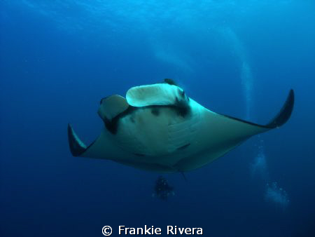 Giant Pacific Manta with my friend Pedro at San Benedicto... by Frankie Rivera 