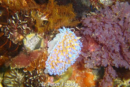 Nudi taken in Cape Town on the wreck of the Clan Stuart o... by Peter Foulds 