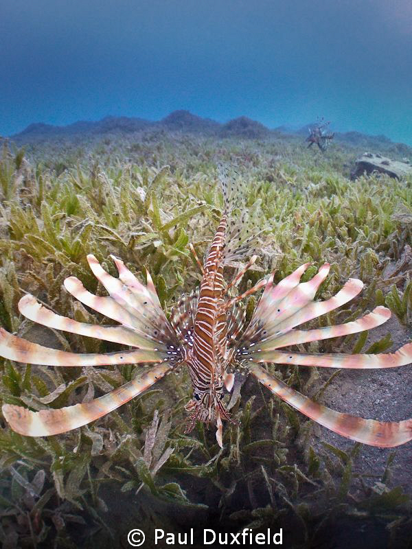 This Lionfish was admiring his own reflection in the dome... by Paul Duxfield 