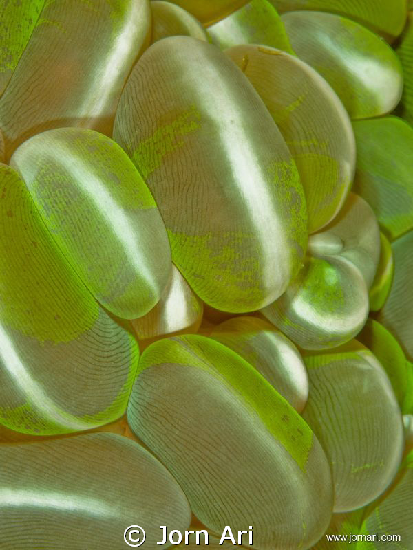 Green Bubble Coral (Plerogyra sinuosa)

More Photos: ww... by Jorn Ari 