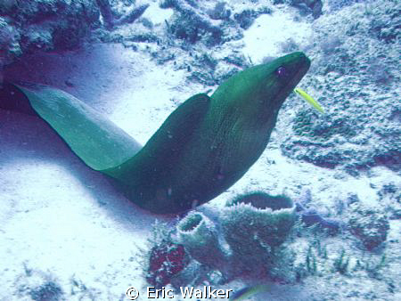 Green Moray Eel Sitting 88Ft down watching us desend by Eric Walker 