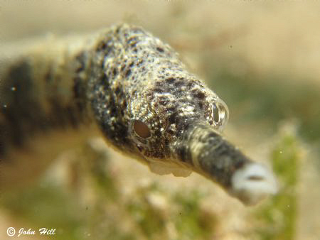 These common pipefish usually turn away when you get clos... by John Hill 