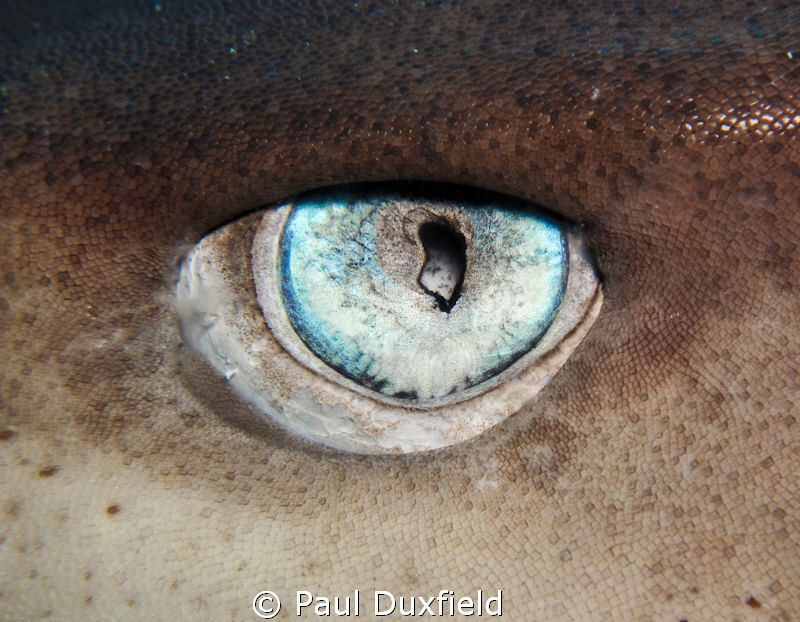Sharks Eye shot with an Ixus980 and Inon Close Up lens an... by Paul Duxfield 