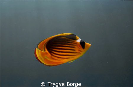 Racoon Butterflyfish by Trygve Borge 