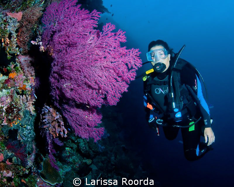 Jo and a beautiful soft coral fan in Palau.  Big Drop Off. by Larissa Roorda 