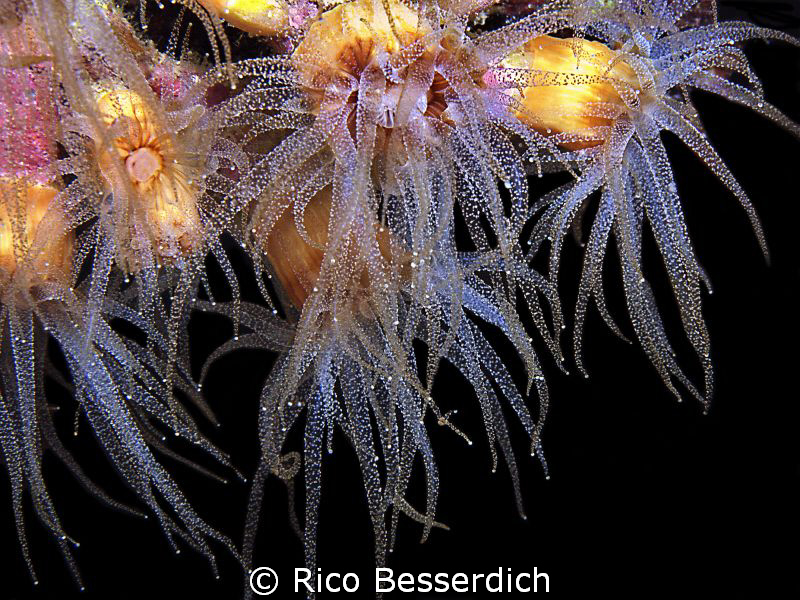 Phylangia colony ( sorry, I've found only the latin name ... by Rico Besserdich 