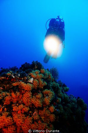 A diver explores seabed by Vittorio Durante 