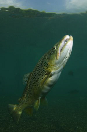 A Capernwray Brown Trout.  10-17mm lens with twin strobes... by Paul Colley 