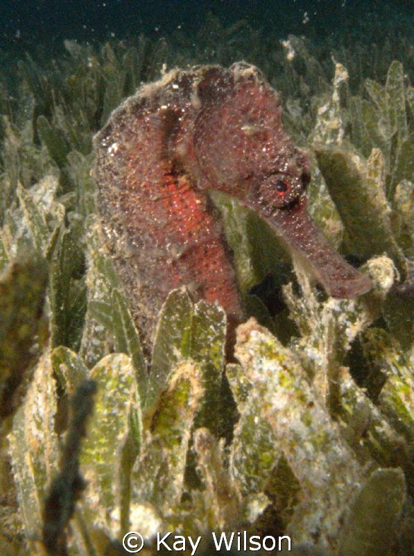 Long Snout Sea Horse. Sea and Sea DX1G / YS110a by Kay Wilson 