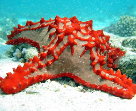 Brilliant red sea star, Ningaloo Reef by Penny Murphy 