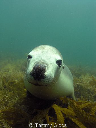 We dived with a group of gorgeous sealions at Jurien Bay,... by Tammy Gibbs 