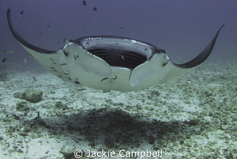 Open wide...
Manta cleaning station in the Maldives. Abs... by Jackie Campbell 