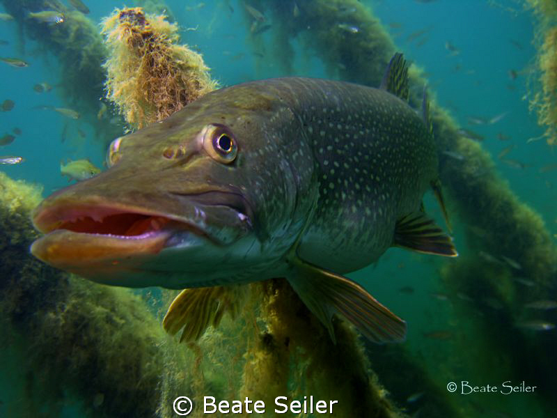 just  an other pike , taken with Canon S70 by Beate Seiler 