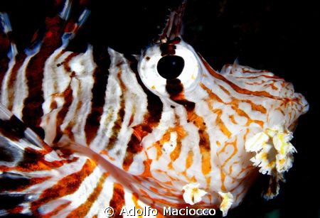 Lionfish Close/up.

 by Adolfo Maciocco 