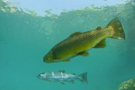 Brown & Rainbow Trout by Paul Colley 