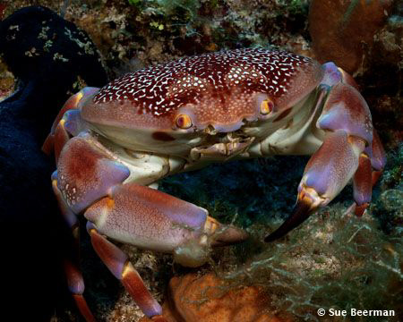 A batwing coral crab was out taking a stroll on the reef by Susan Beerman 