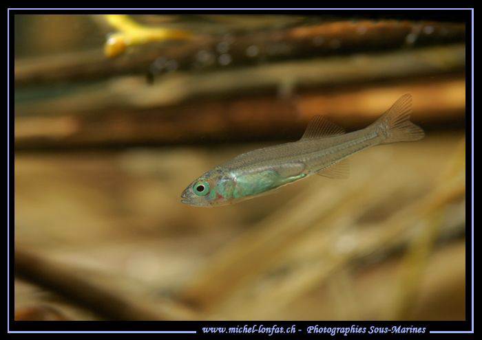 Most probably a baby Perch... around 1,5cm... Close to th... by Michel Lonfat 