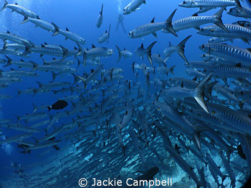 Barracuda race....first to reach the diver !!
Another ba... by Jackie Campbell 