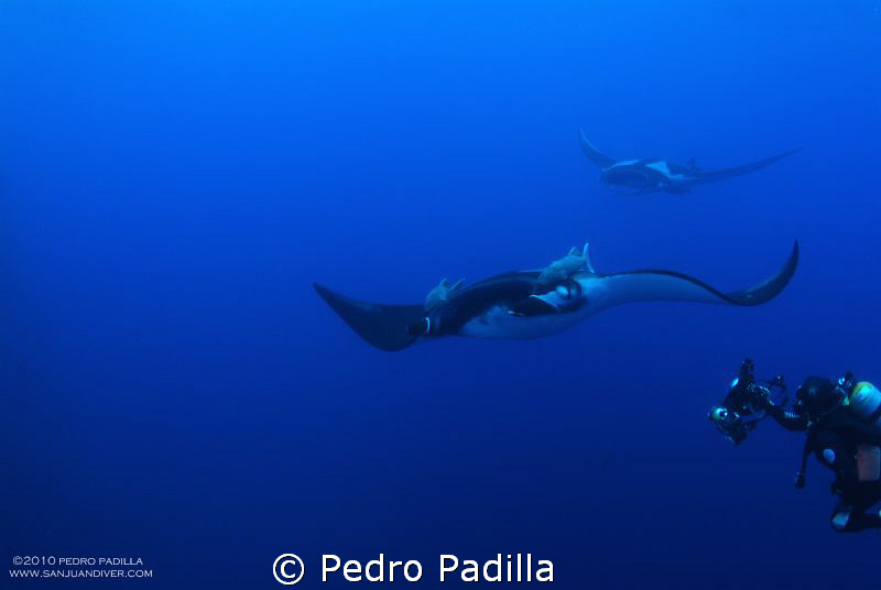 Diving with Big Mantas @ Socorro. I use my nikkon D80 wit... by Pedro Padilla 